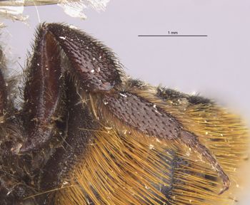 Media type: image;   Entomology 16201 Aspect: Leg hind